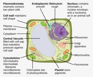 The Central Vacuole - Does The Cell Wall Do