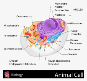 Ribosomas De La Celula