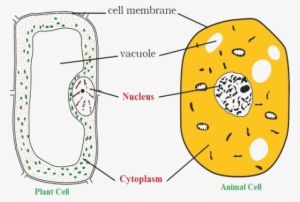 As Showing In Image Is A Plant Cell And Animal Cell - Animal Cell And Plant Cell Class 8