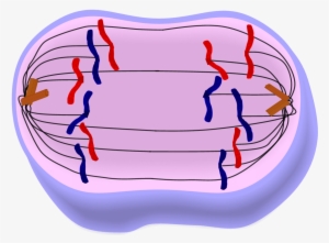 Anaphase Of Mitosis - Anaphase In Mitosis