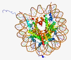 Animal Cell Diagram Labeled For Kids - Histone Modification