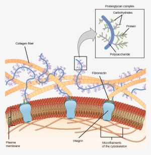 Fiber Of Extracellular Matrix