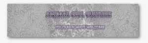 Cell Culture