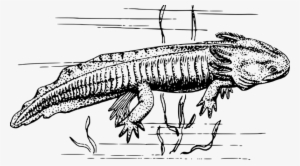 Axolotl - Axolotl Clip Art