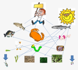 Food Web For Axolotl - Food Chain For Axolotl