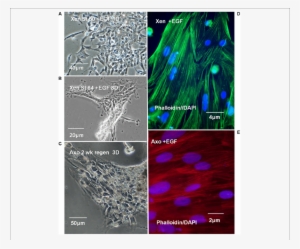 Xenopus, Axolotl Cell Culture In Egf Containing Culture - Cell