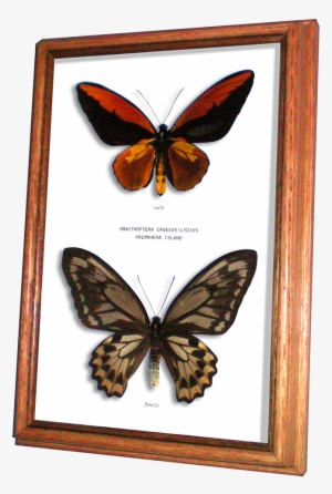 Wildwood Insects Framed Wallace's Golden Birdwing Butterfly - Birdwing