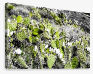Texture Of The Green Cactus With White Flower In The - Canvas Print