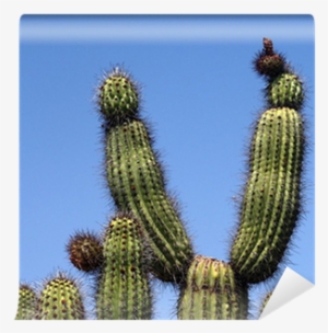 San Pedro Cactus