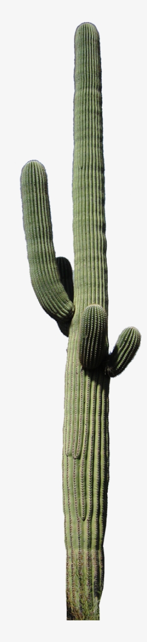 Desert Ironwood The Ironwood Tree Is About 30 Feet - Cactus