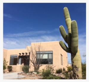 A Tucson Home On The Arizona/sonoran Desert - Hedgehog Cactus