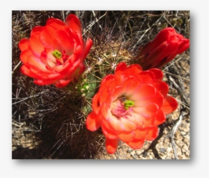 Scarlet Hedgehog Cactus Echinocereus Coccineus - Large-flowered Cactus