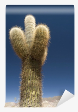 Weberocereus