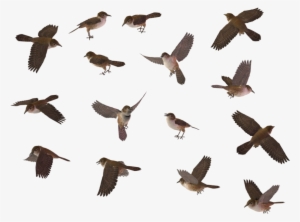 Wren - Bird Top View Png