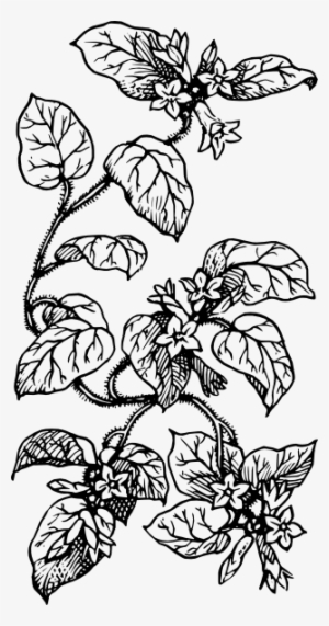 Leaves Svg Clip Arts 312 X 594 Px