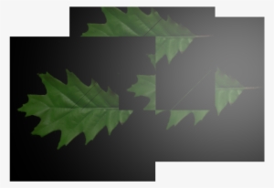 3renderedleaves 110 Kb - Maple Leaf