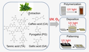 Uv-triggered Polymerization, Deposition And Patterning - Phenolic Compound In Plant