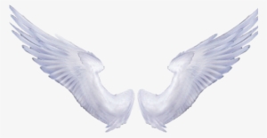 Angel Wings Transparent