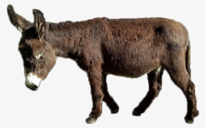 Text, Images, Music, Video - Glogster