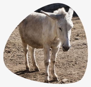 Donkey