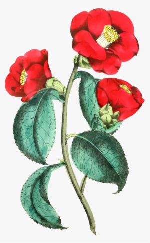 This Free Icons Png Design Of Flower Ilration