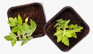 Grow With Us On Social - Houseplant