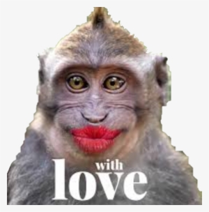 Monkey Monkeys Kiss Love Funny Funnymonkey Funnymonkeyf - Monkey Kiss