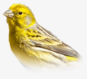 Canary - Colored Red Canary For Sale