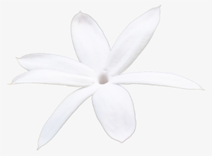 Jasmine