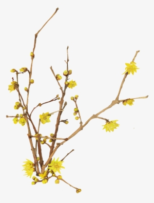 Bright Spring Jasmine Transparent Decorative - 개나리 Png