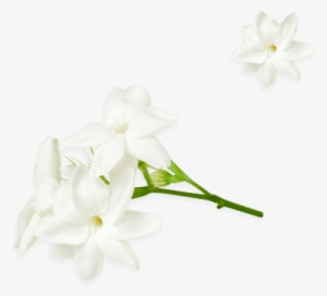 Jasminum Officinale - Jasmine