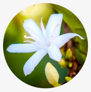 So How Long Does It Take For Our Coffee Cherries To - Lily