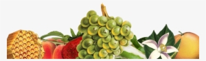 Footer Artwork - Food - V002 -