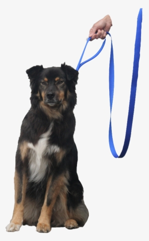 Quick Halt Leash Dog Bebopusa Pet Leashes - Leash