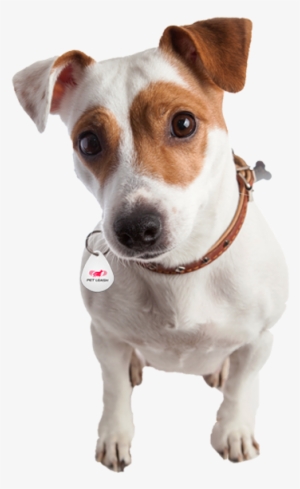 We Just Spotted Him Down 7 Josephine Road, Brighton - Terrier