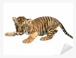Baby Bengal Tiger Sticker • Pixers - Baby Bengal Tiger Cub - Large Cotton Tea Towel From