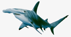 Hammerhead - Hammerhead Shark