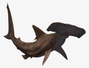 Sources - Great Hammerhead Shark Png