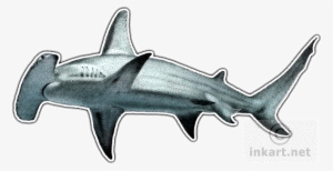 Great Hammerhead Shark Decal - Hammerhead Shark Art