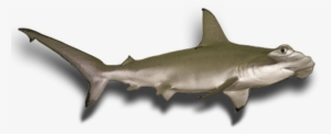 Here We Have Selected The Best Photos - Hammerhead Shark Gif Transparent Background