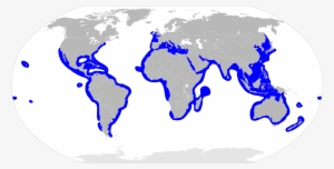 Sphyrnidae Distribution Map - Goblin Shark In Its Habitat