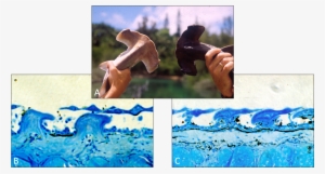 A) Two Scalloped Hammerhead Sharks Are Held Up Side - Scalloped Hammerhead