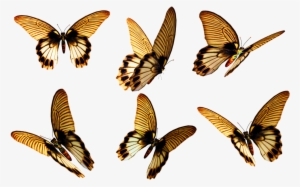 Flying Butterfly Png Free Download - Insect Wings