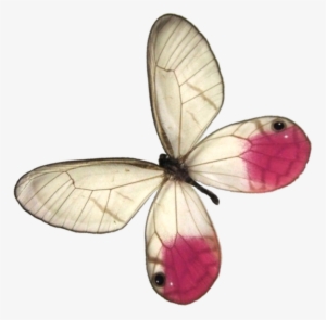 Flying Butterflies Png