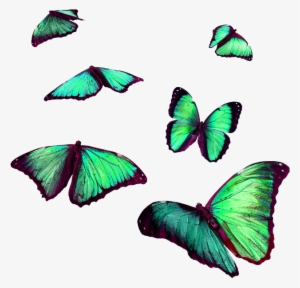 Report Abuse - Flying Butterfly For Picsart Png