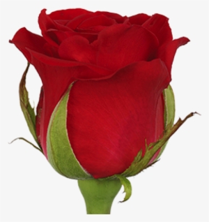 Hot Blood - Garden Roses