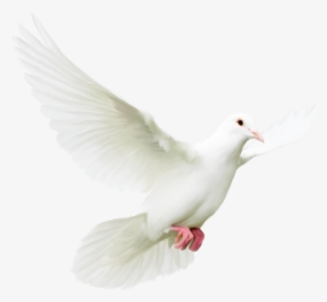White Doves