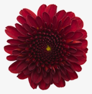 Rebasco Rebasco - Barberton Daisy