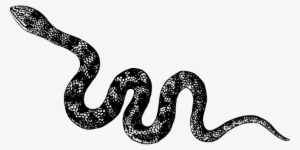Animal Cobra Nature Reptile Snake Venomous - Snake Black And White Png