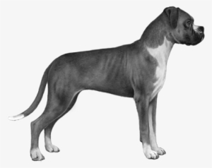 Boxer - B&w - Rottweiler Stencil